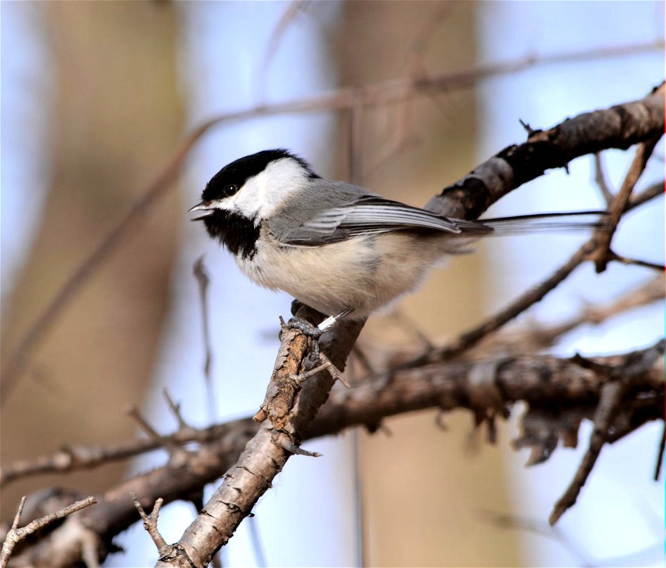 Photo by David Ellis/USFWS.