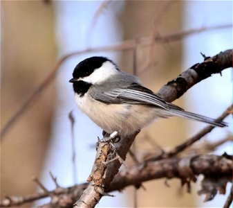 Photo by David Ellis/USFWS.