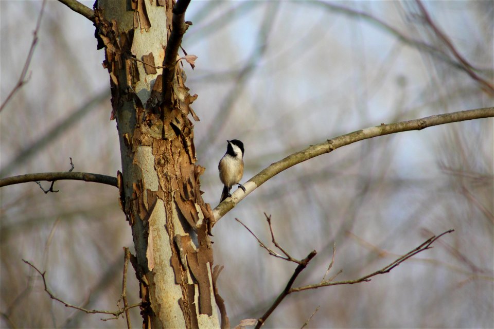 Black-capped chickadee in a sycamore tree at Big Muddy National Fish and Wildlife Refuge.

Photo by Anna Weyers/USFWS.