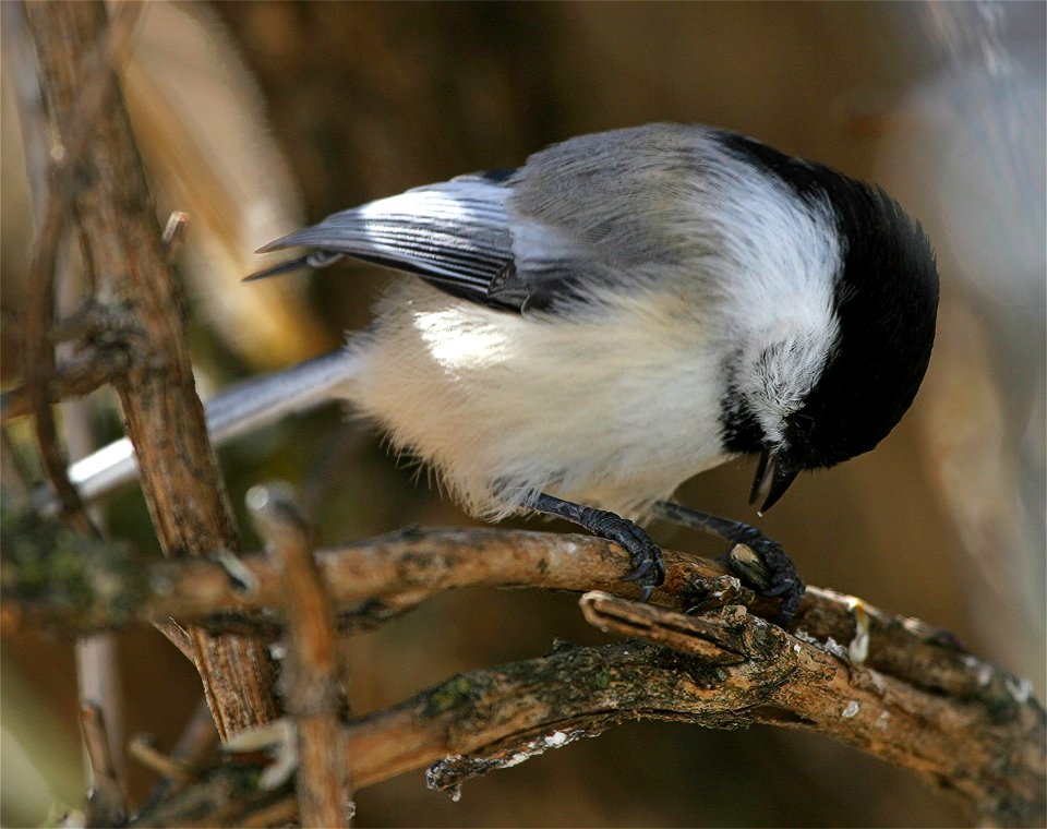 Black-capped Chickadees (Poecile atricapillus) frequently grab seeds from a feeder or tray and return to a tree in order to hammer them open with their beak while holding it with their feet.