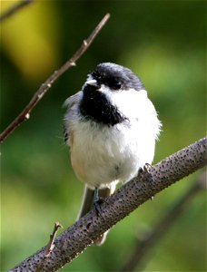 Black-capped chickadee photo