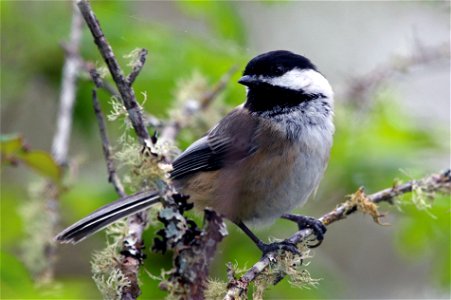 Black-capped Chickadee

You are free to use this image with the following photo credit: Peter Pearsall/U.S. Fish and Wildlife Service