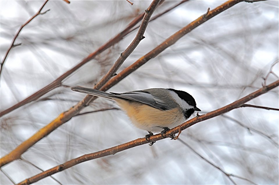 Chickadee Bozeman, MT. January 2007