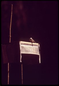 CHICKADEE AT BIRD FEEDER NEAR BASS LAKE photo