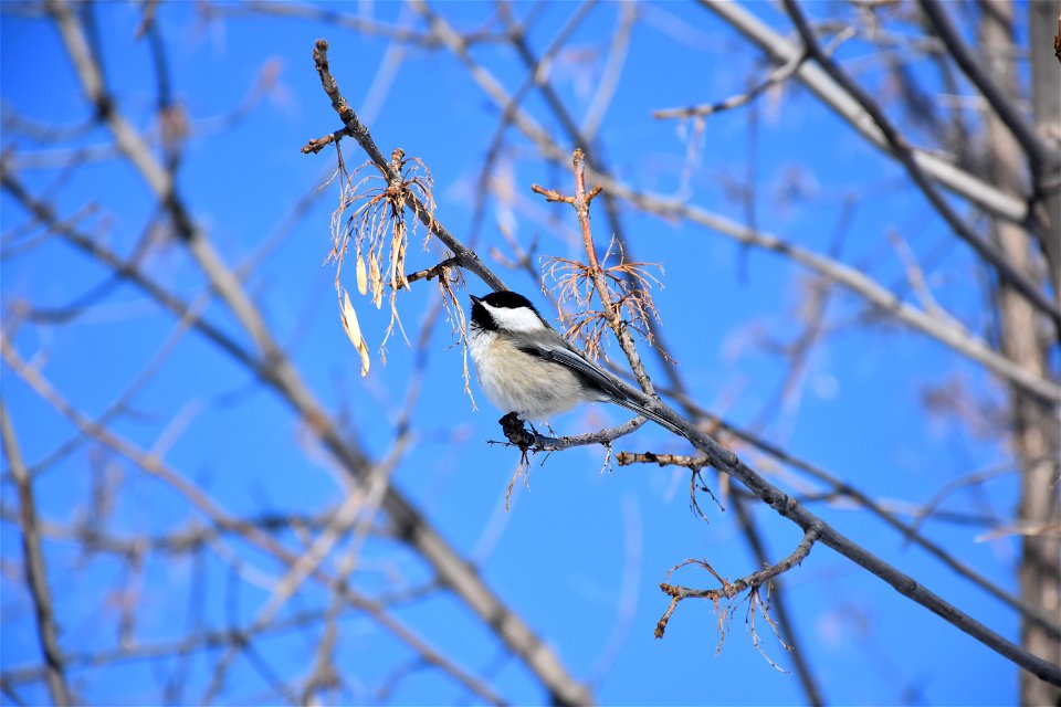 Black-capped chickadee foraging on green ash seeds. Cascade County. February 2018



Public domainPublic domainfalsefalse





This image is a work of the Natural Resources Conservation Service, part 