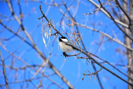 Black-capped chickadee foraging on green ash seeds. Cascade County. February 2018



Public domainPublic domainfalsefalse





This image is a work of the Natural Resources Conservation Service, part 