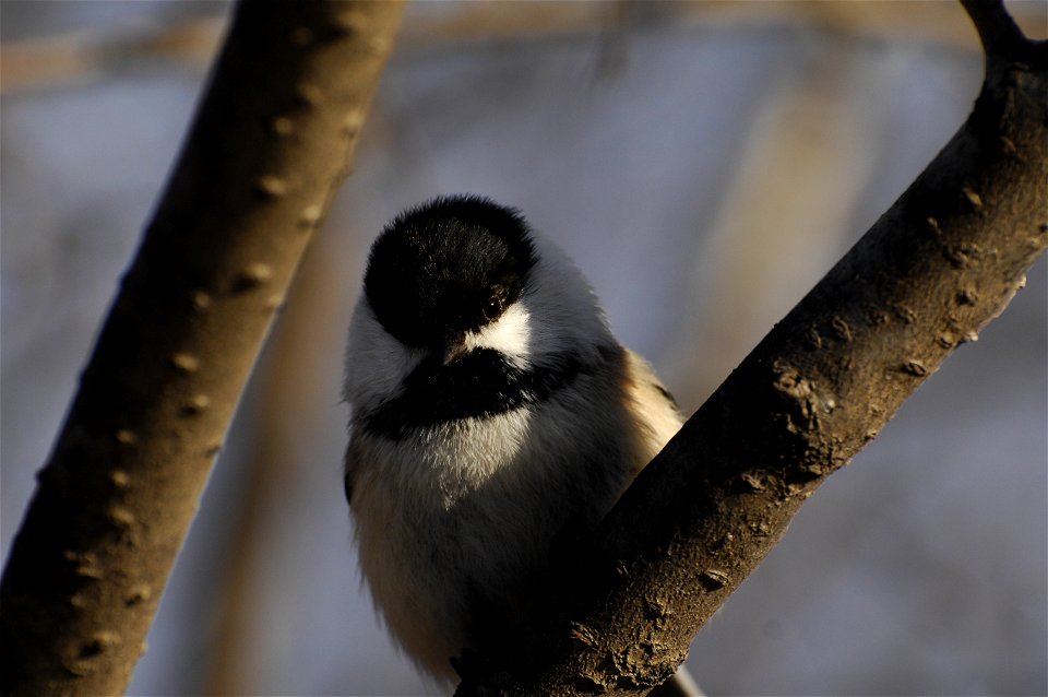 Black-capped Chickadee in Calgary, Canada
Focal Length: 195mm
1/640 sec - F/6.3

-0.7 EV