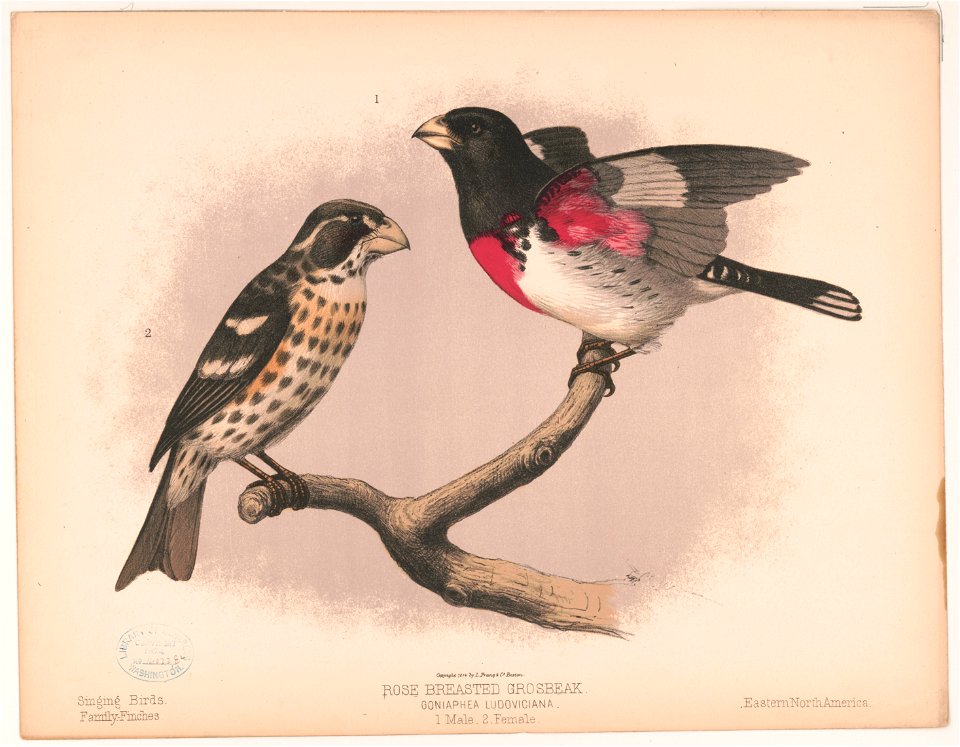 Title: Rose breasted grosbeak. Goniaphea ludoviciana. 1. Male. 2. Female
Abstract: Print shows (1.) a male Rose Breasted Grosbeak, full-length, facing left, perched on tree branch, and (2.) a female R