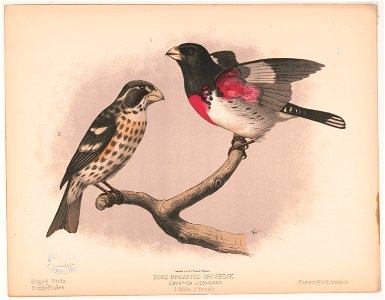 Title: Rose breasted grosbeak. Goniaphea ludoviciana. 1. Male. 2. Female Abstract: Print shows (1.) a male Rose Breasted Grosbeak, full-length, facing left, perched on tree branch, and (2.) a female R photo