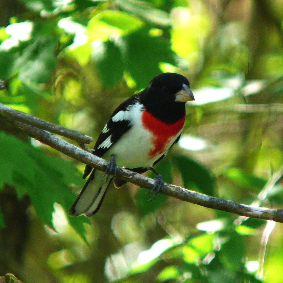 A Rose-breasted Grosbeak (Pheucticus ludovicianus).Photo taken with a Panasonic Lumix DMC-FZ50 in Johnston County, North Carolina, USA.