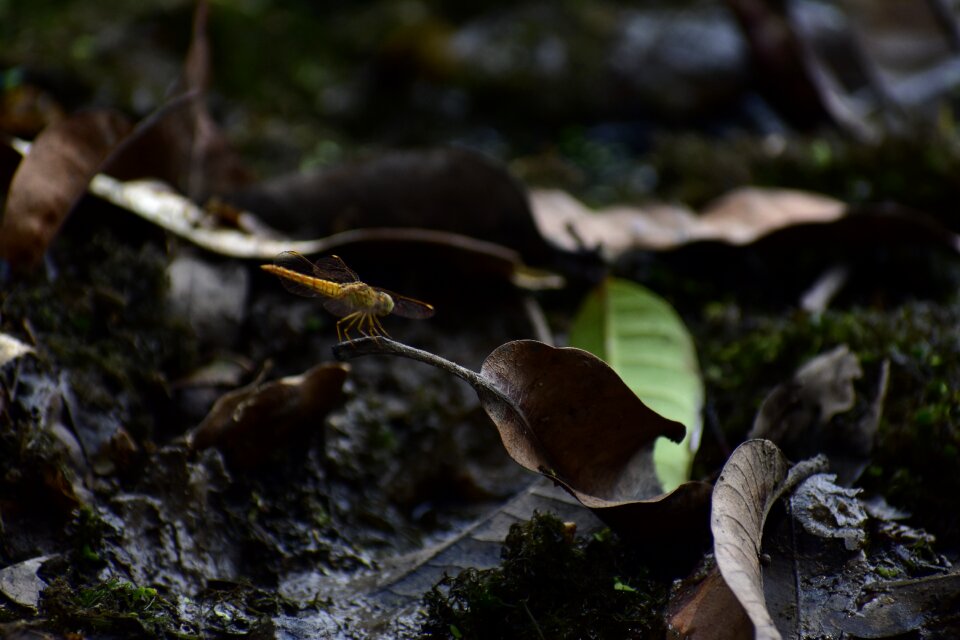Forest focus dragonfly