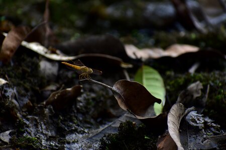 Forest focus dragonfly