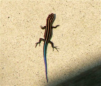 Image title: Blue tailed skink plestiodon fasciatus Image from Public domain images website, http://www.public-domain-image.com/full-image/fauna-animals-public-domain-images-pictures/reptiles-and-amph photo