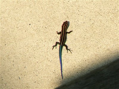 Blue-tailed skink at Cape May National Wildlife Refuge.


Credit: Laura Perlick / USFWS