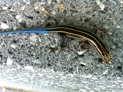 Five-lined skink, Eumeces fasciatus, juvenile. Location: Dulles, Virginia, United States. Image acquired 8 July 2010. photo