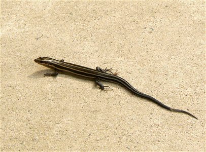 Image title: Five lined skink eumeces fasciatus Image from Public domain images website, http://www.public-domain-image.com/full-image/fauna-animals-public-domain-images-pictures/reptiles-and-amphibia photo