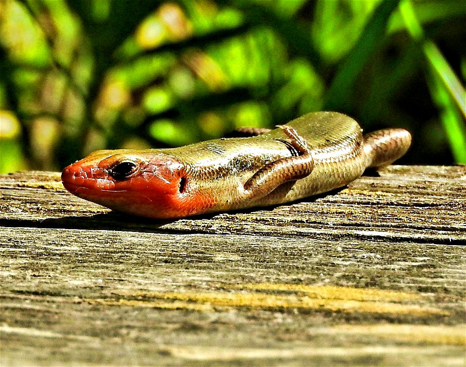 This skink was spotted relaxing and soaking up the sun at Neosho National Fish Hatchery in Missouri.

Photo by Bruce Hallman/USFWS.