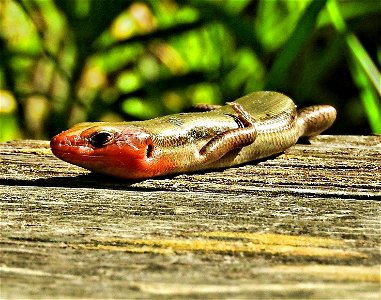 This skink was spotted relaxing and soaking up the sun at Neosho National Fish Hatchery in Missouri. Photo by Bruce Hallman/USFWS. photo