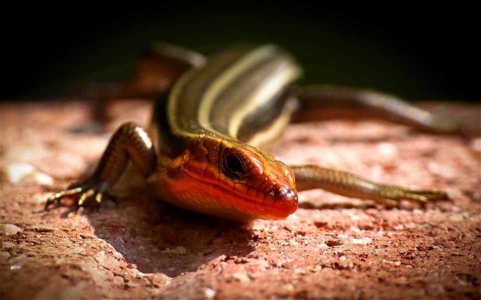 An American Five-lined Skink (Eumeces fasciatus) on a row of bricks. Photo taken with an Olympus E-5 in Caldwell County, NC, USA.Cropping and post-processing performed with Adobe Lightroom.