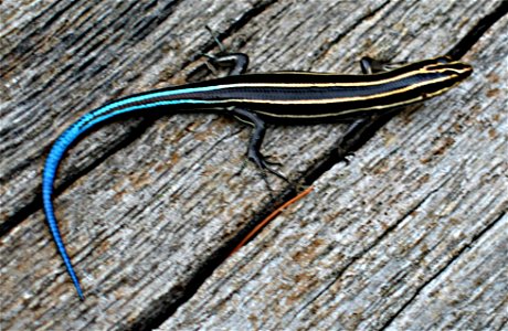 Photograph of a five-lined skink (Eumeces fasciatus) taken in Shenandoah National Park on September 10, 2006.