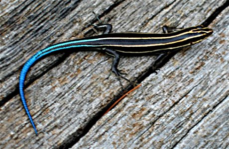 Photograph of a five-lined skink (Eumeces fasciatus) taken in Shenandoah National Park on September 10, 2006. photo