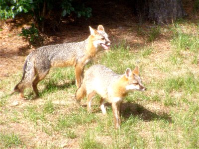 Adult Male & Female Grey Fox photo