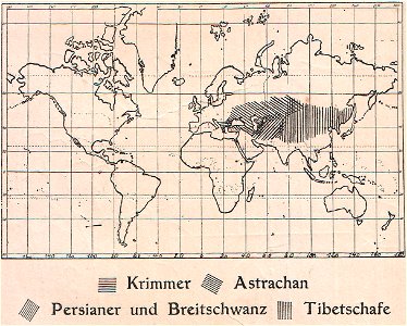Weltkarte Verbreitung Krimmer, Astrachan, Persianer und Breitschwanz, Tibetschafe (1910).