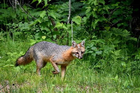You never know what might surprise you! This gray fox popped out of the woods only five feet from where we were standing.

Photo by Tammy Mealman/USFWS.