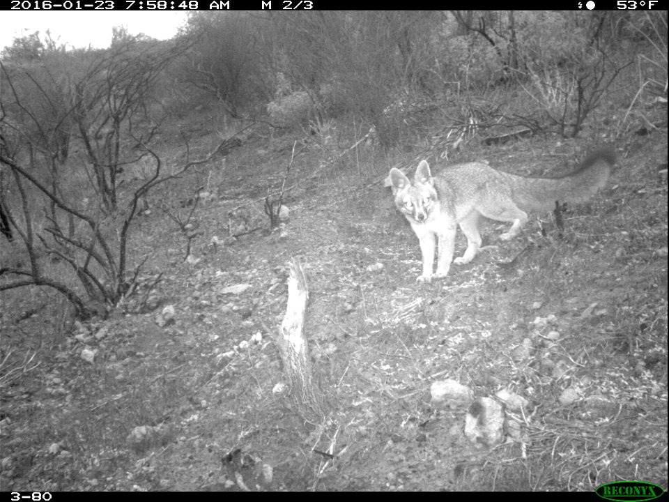 Springs fire May 2013 wildlife camera study. These photos are taken as part of the monitoring in the springs fire area to understand the impact of fire on wildlife and how the various wildlife species