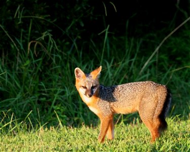 Image title: Gray fox animal urocyon cinereoargenteus
Image from Public domain images website, http://www.public-domain-image.com/full-image/fauna-animals-public-domain-images-pictures/foxes-and-wolve