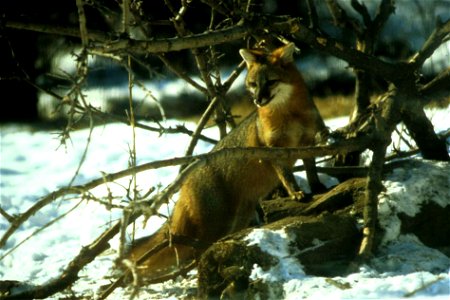 Image title: Gray fox at snow winter time Image from Public domain images website, http://www.public-domain-image.com/full-image/fauna-animals-public-domain-images-pictures/foxes-and-wolves-public-dom photo