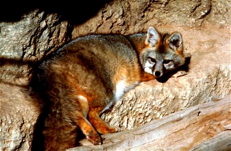 Image title: Gray fox in rocks
Image from Public domain images website, http://www.public-domain-image.com/full-image/fauna-animals-public-domain-images-pictures/foxes-and-wolves-public-domain-images-