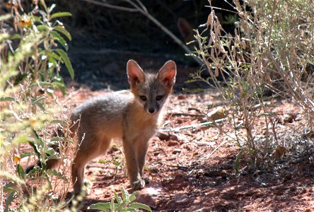 Zion's newest residents explore their new home during the 2012 summer season.