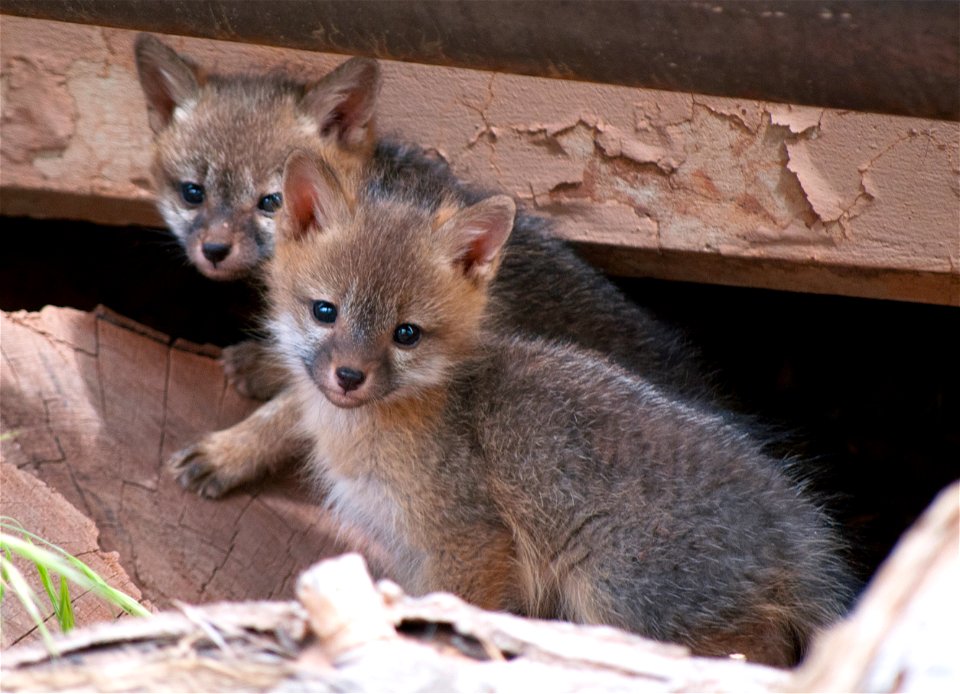 In early summer, gray fox (Urocyon cinereoargenteus) kits emerge and begin to explore their home in Zion Canyon. NPS Photo/Christopher Gezon