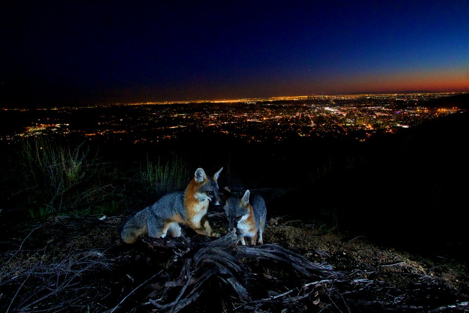 With Los Angeles in the background, a camera trap snaps a photo of two gray foxes in the Verdugo Mountains.