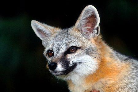 The grey fox (Urocyon cinereoargenteus) is the most common fox in California, with a silvery-grey coat with patches of yellow, brown, rust, or white on the neck and belly. They are mostly found in coa photo