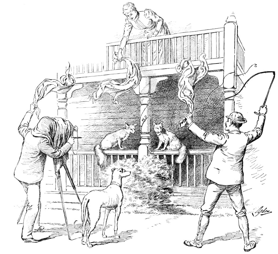 Illustration by Henry Alexander Ogden showing how the photograph of “Jack and Jill Reynard” was taken   Photograph of two semi-tame California grey foxes in 1891