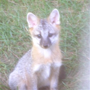 Juvenile grey fox photo