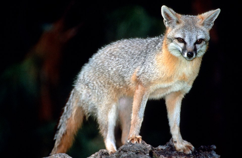 The grey fox (Urocyon cinereoargenteus) is the most common fox in California, with a silvery-grey coat with patches of yellow, brown, rust, or white on the neck and belly. They are mostly found in coa