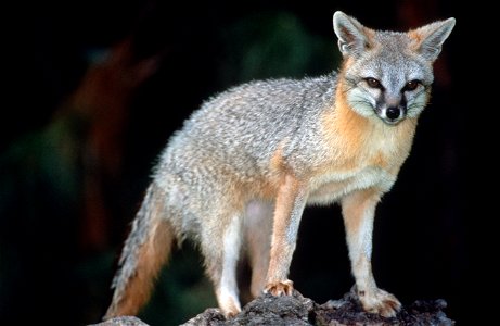 The grey fox (Urocyon cinereoargenteus) is the most common fox in California, with a silvery-grey coat with patches of yellow, brown, rust, or white on the neck and belly. They are mostly found in coa