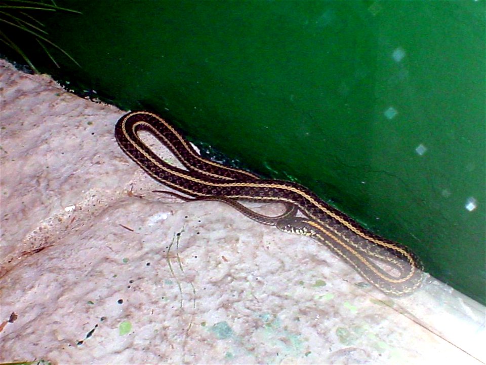 Eastern Plains Garter Snake (Thamnophis radix radix) at the Columbus Zoo and Aquarium.