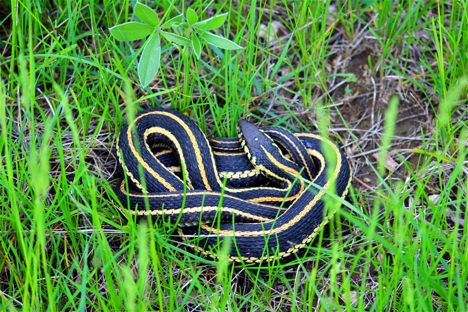 The Plains garter snake (Thamnophis radix) is a native to the Kulm Wetland Management District. It is a non-venomous snake, usually between one to two feet long, though sometimes longer, that eats fro