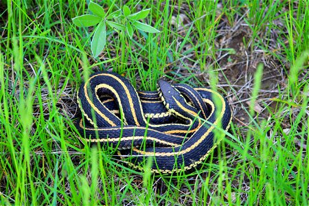 The Plains garter snake (Thamnophis radix) is a native to the Kulm Wetland Management District. It is a non-venomous snake, usually between one to two feet long, though sometimes longer, that eats fro photo