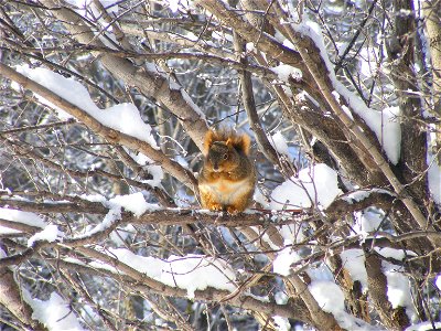 A rusty red fox squirrel rests in a snow-covered tree near the Visitor Center at Waubay NWR. Squirrels are common in the winter as they scrounge for sunflower seeds below the bird feeder. A special bi photo