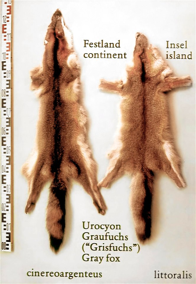 Continent and island gray fox fur skins (Urocyon cinereoargenteus and Urocyon littoralis). Fur skin collection, Bundes-Pelzfachschule, Frankfurt/Main, Germany
