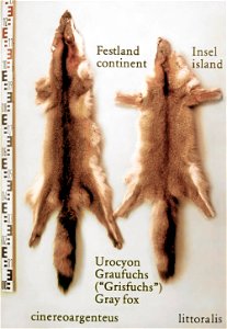 Continent and island gray fox fur skins (Urocyon cinereoargenteus and Urocyon littoralis). Fur skin collection, Bundes-Pelzfachschule, Frankfurt/Main, Germany