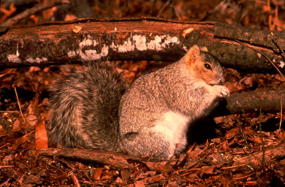 Image title: Delmarva peninsula fox squirrel sciurus niger cinereus
Image from Public domain images website, http://www.public-domain-image.com/full-image/fauna-animals-public-domain-images-pictures/s