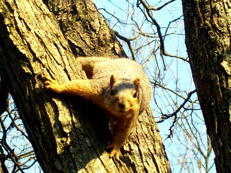 Fox squirrel at Morton Arboretum, IL