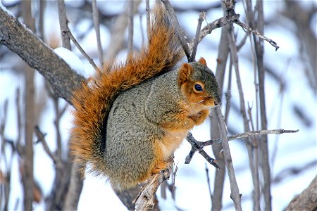 A fox squirrel balancing on a small tree branch. Fox squirrels are larger and heavier than gray squirrels. Photo Credit: Gary Eslinger/USFWS photo