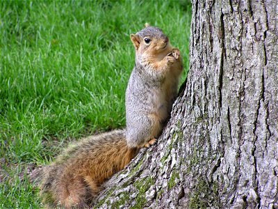 Fox squirrel with sunflowerseed by tree South Bend Indiana USA photo